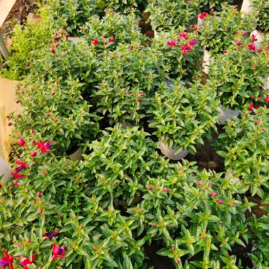 灯笼花