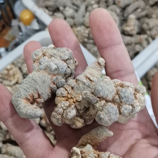 亳州三七 正品三七云南文山三七【假一赔十】春三七