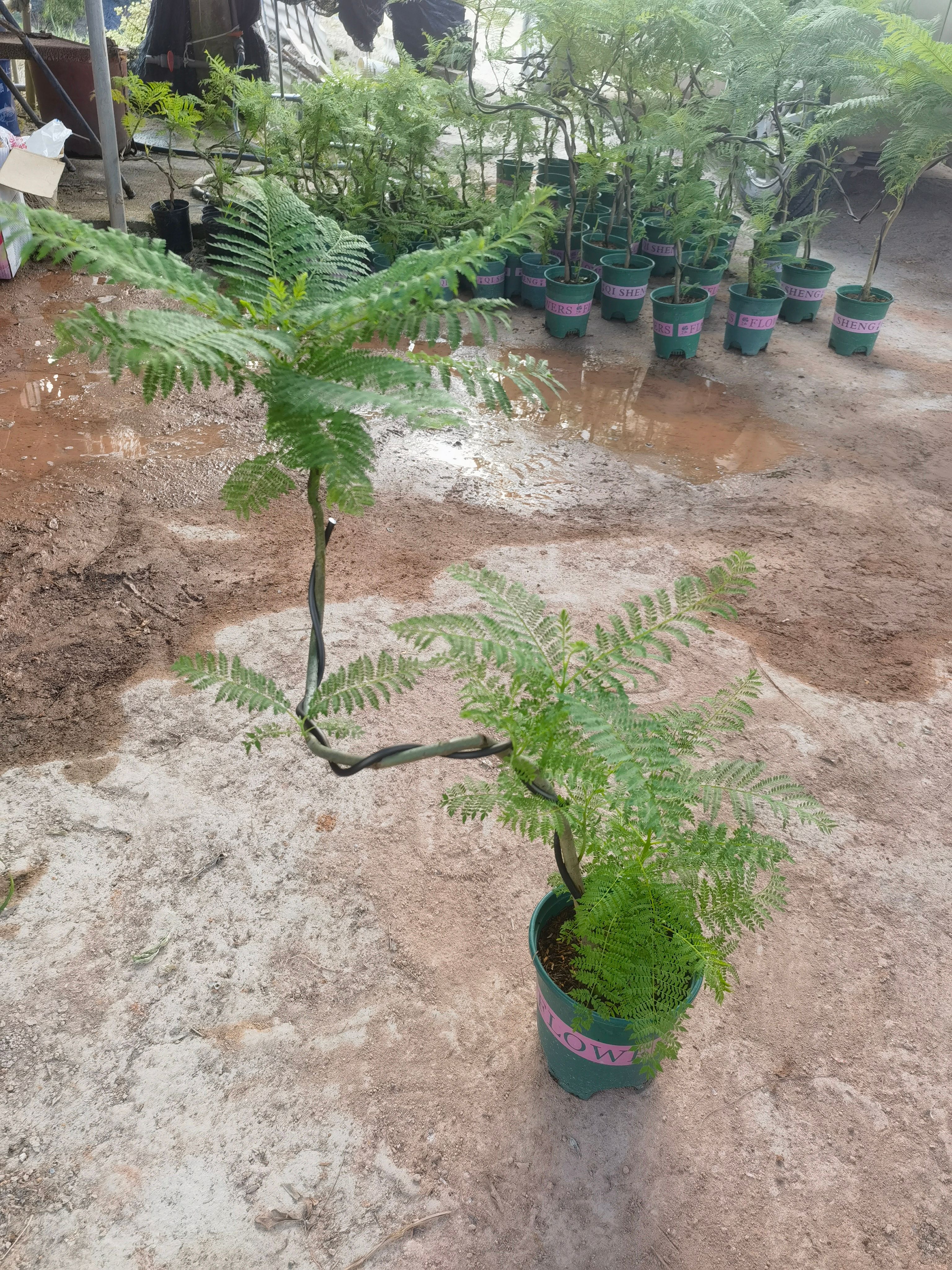 蓝花楹 小盆景 福建漳州花卉种植基地 批量销售