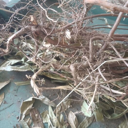 廉江市葫芦茶头