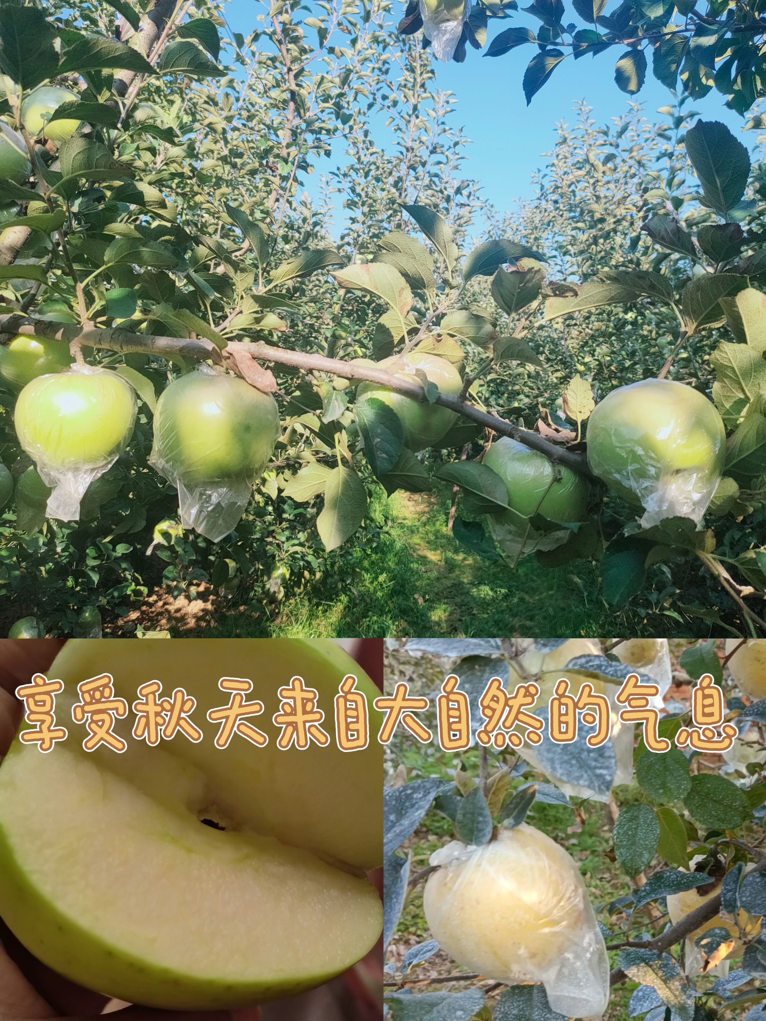 青森之恋，纯甜多汁无渣