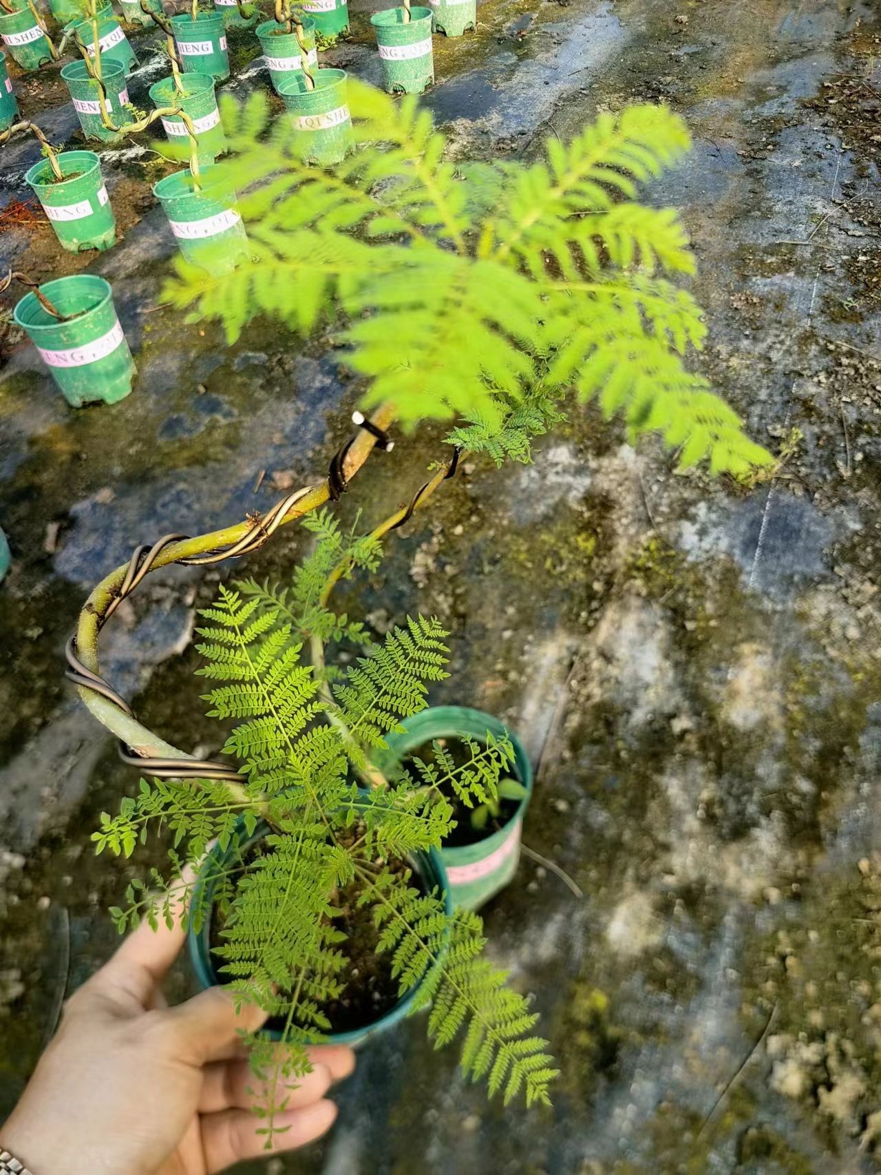 蓝花楹 小盆景 福建漳州花卉种植基地 批量销售