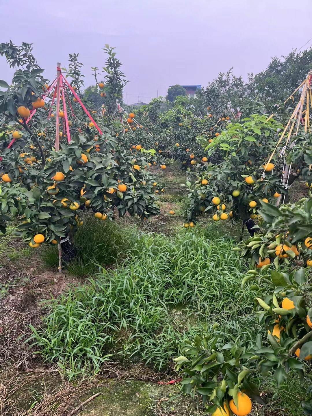 爱媛果冻橙，国庆庆丰收