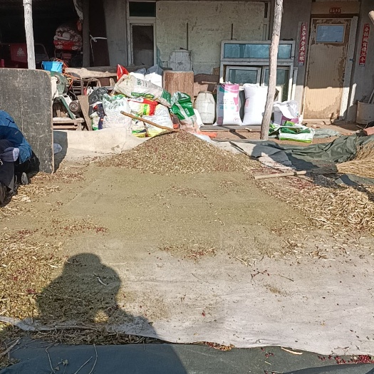 抚顺县自家红豆