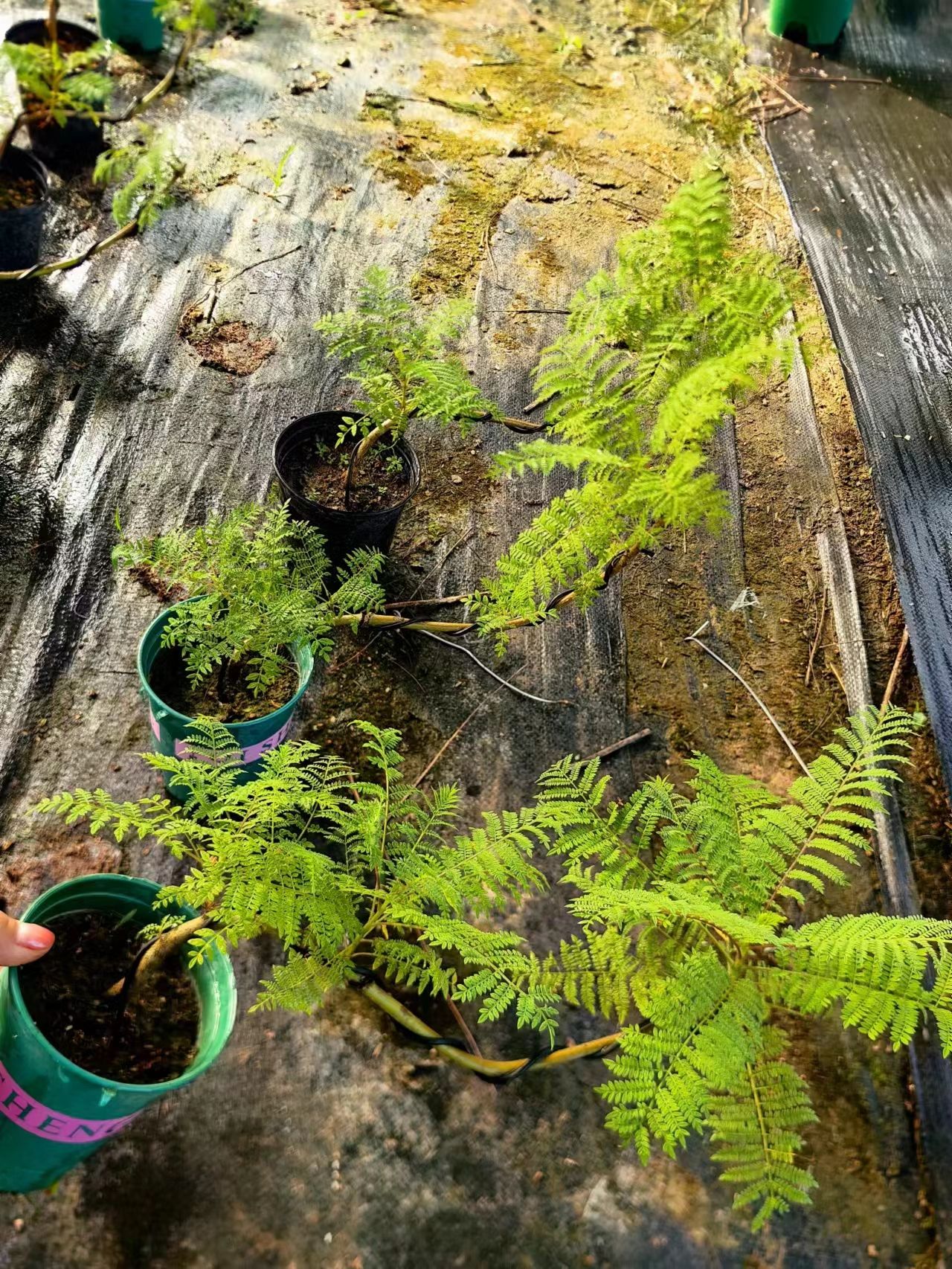 蓝花楹 小盆景 福建漳州花卉种植基地 批量销售