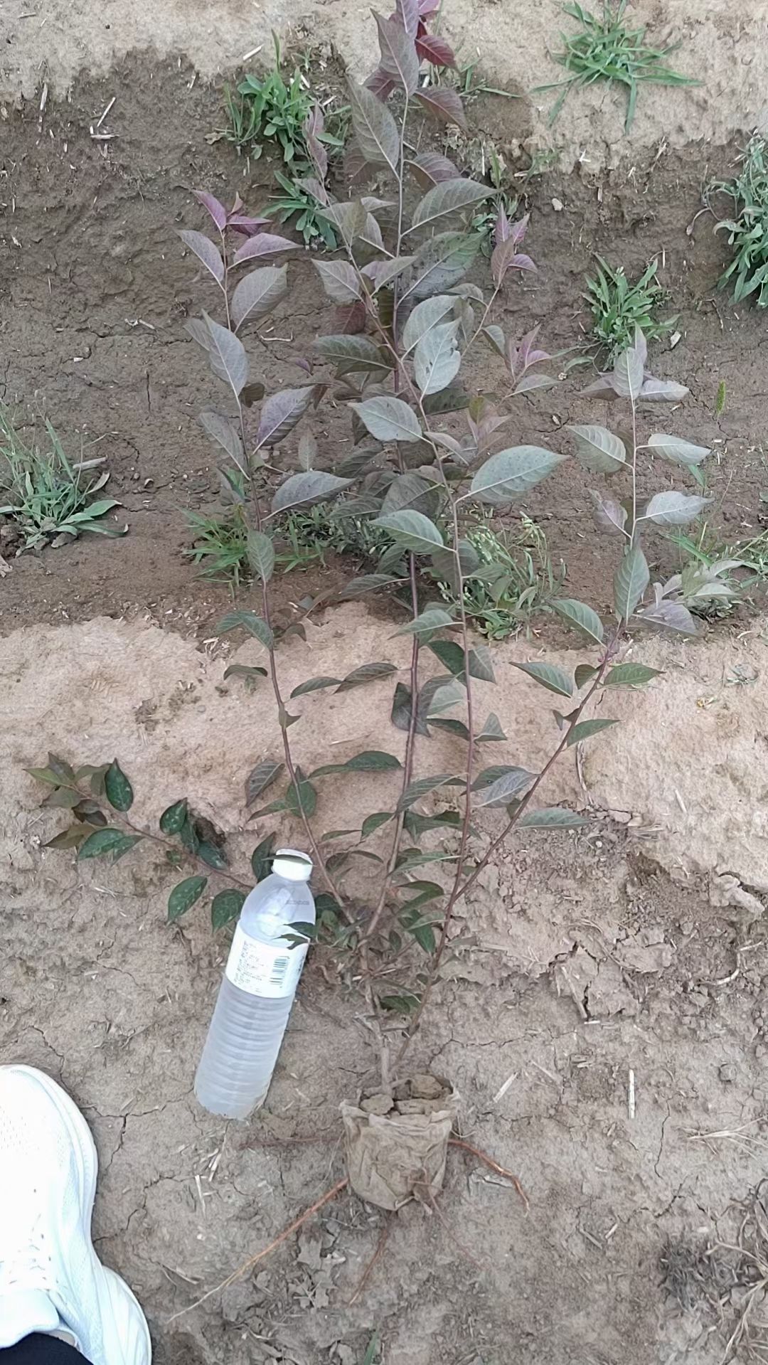 红叶李小苗，太阳李绿篱，紫叶李杯苗