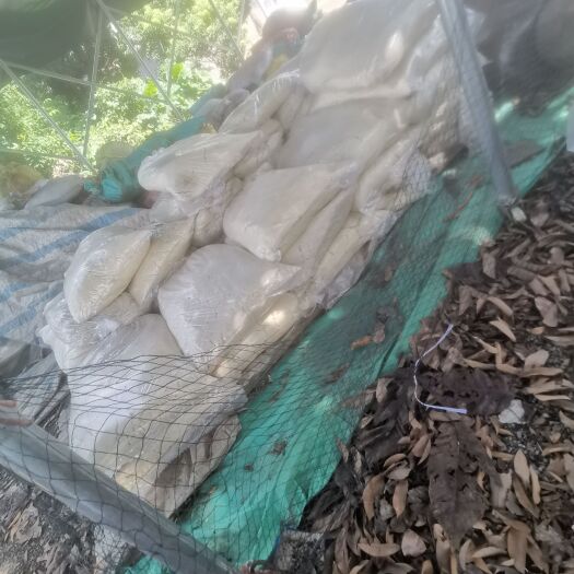 钦州新鲜豆渣发酵豆渣