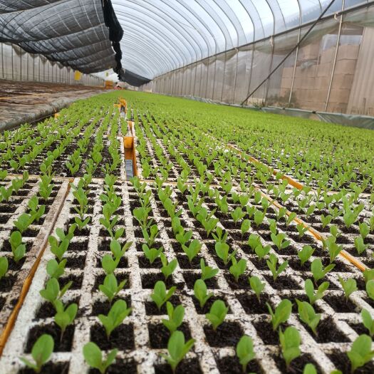 通海县尖叶紫莴笋苗