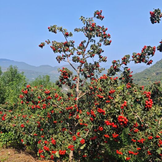 平邑县种植户山楂歪把红大金星