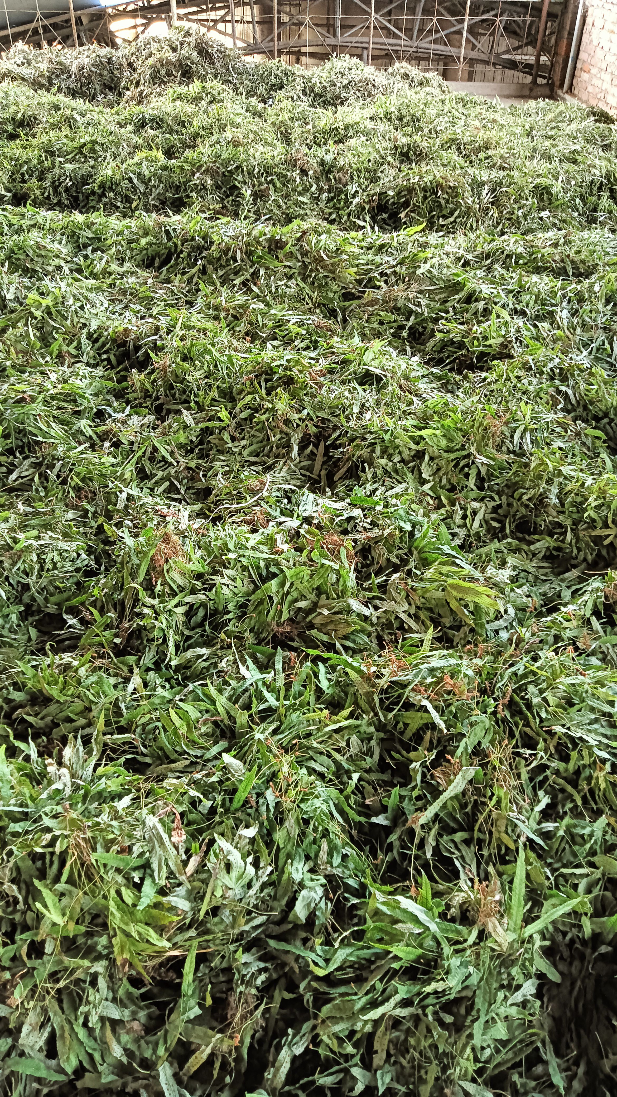 金鸡脚现货大量上市有需要的懂得下手！