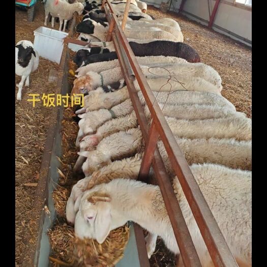 武威羊