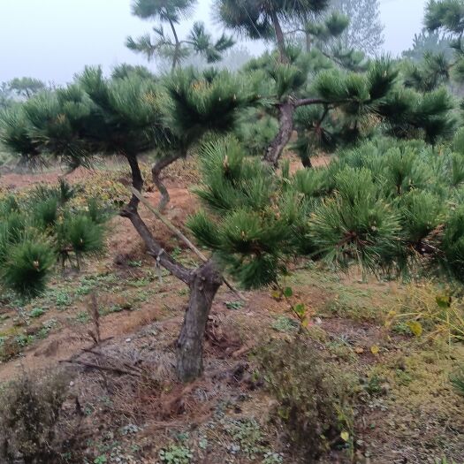 莒南县造型黑松，黑松毛坯，工程用苗，规格齐全，价议