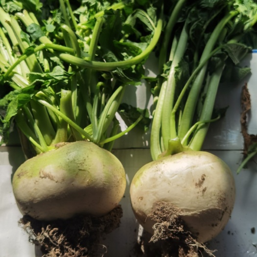通榆县吉林白城通榆县苹果芥菜大量出售