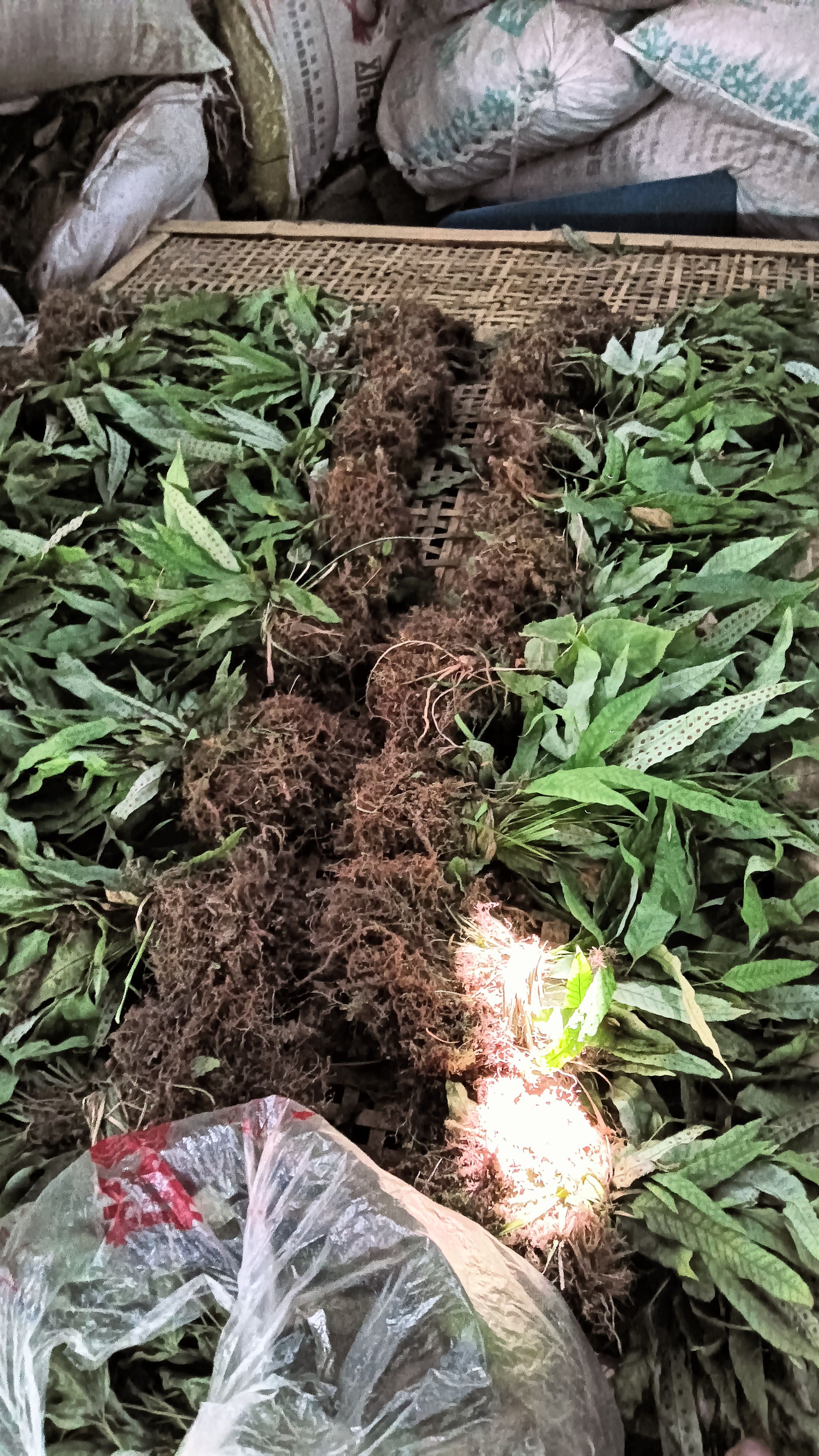 金鸡脚现货大量上市有需要的懂得下手！