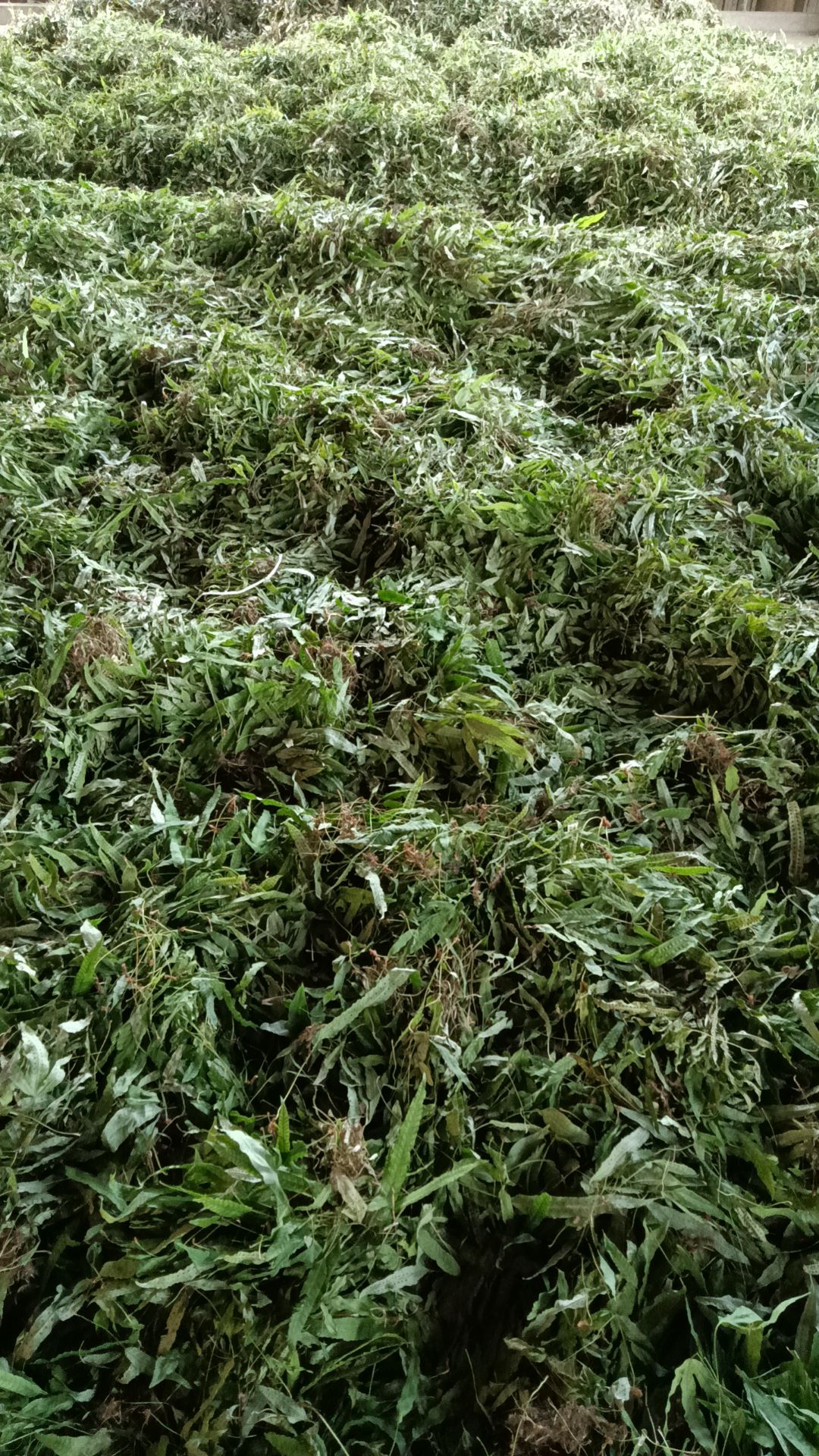 金鸡脚现货大量上市有需要的懂得下手！