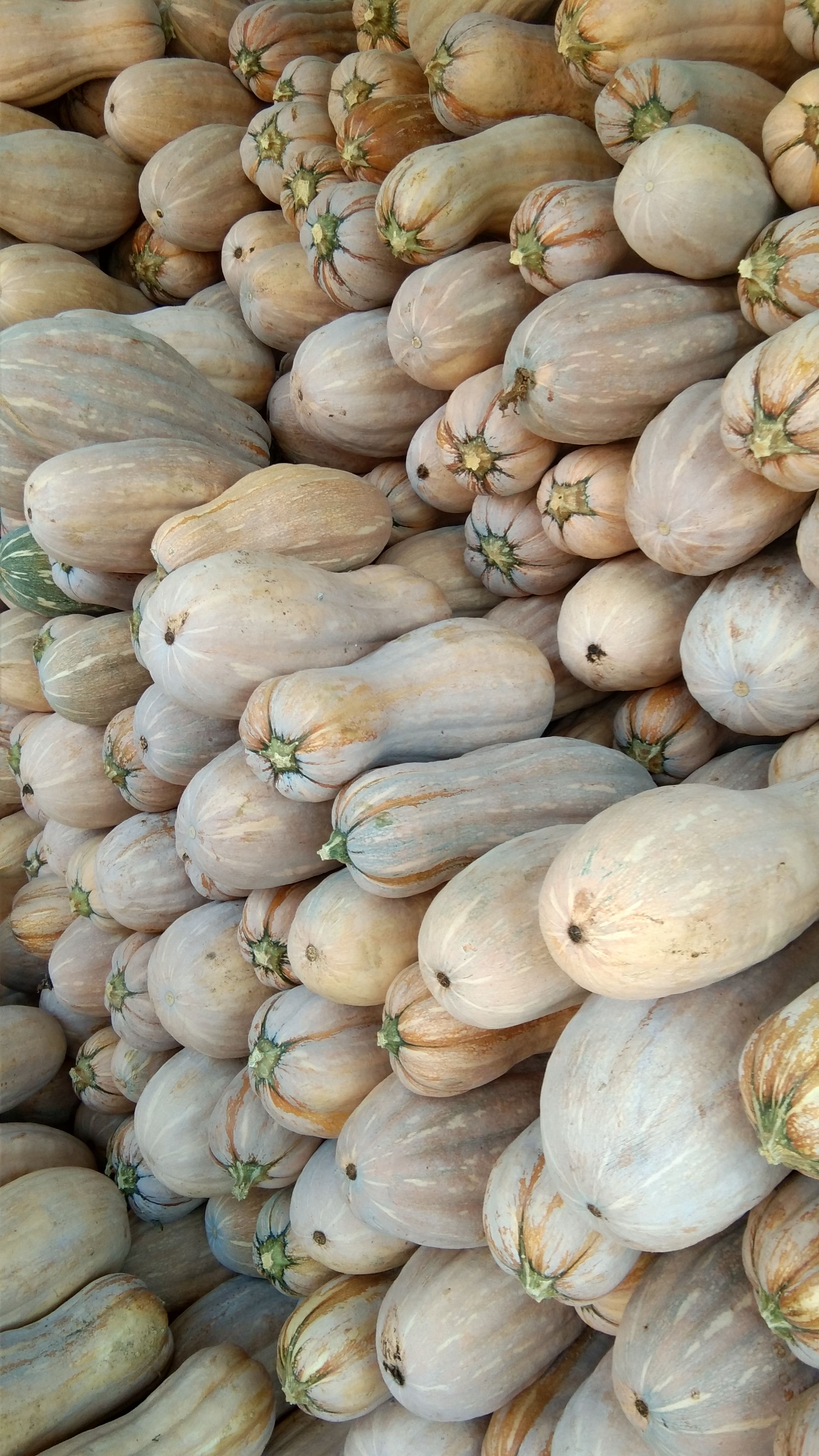 湖北老河口市本地蜜本南瓜大量上市全黄.甜可走批发市厂加工厂