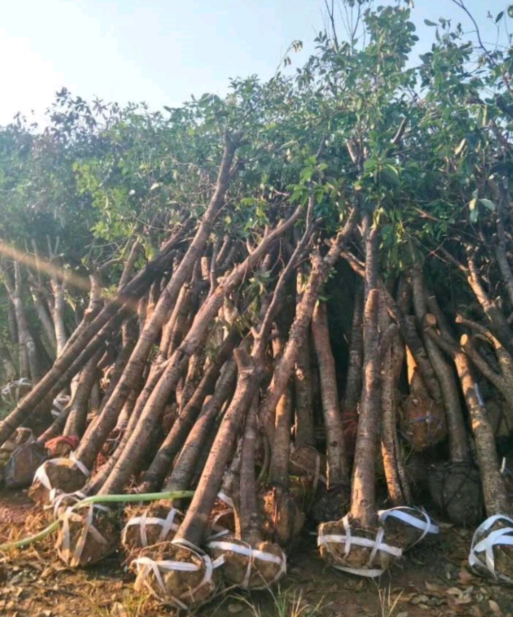 桂花树桩头8－10公分大量处理