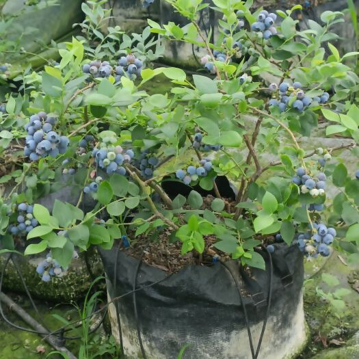 平邑县蓝莓品种齐全盆栽地栽南北方种植基地直销
