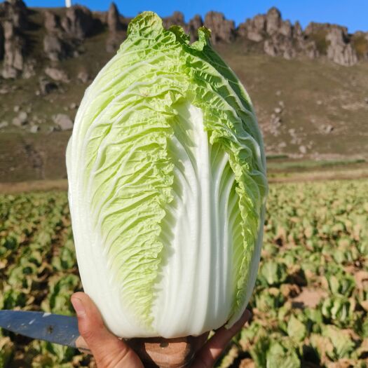 蔚县万亩高山旱地大白菜甘蓝