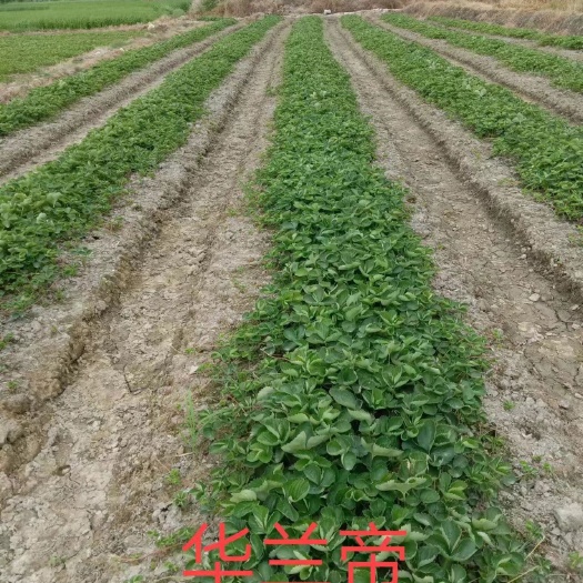 兴安县精品脱毒草莓苗大量上市法兰帝甜查理妙香七号宁玉隋珠根系发达