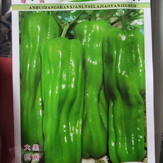 简阳市菜椒薄皮