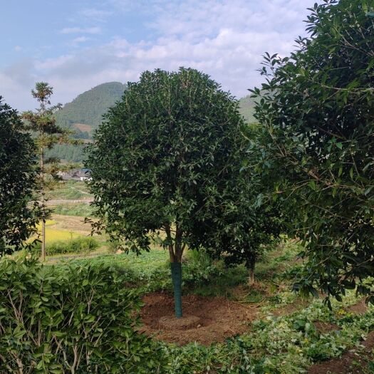 遵义桂花树