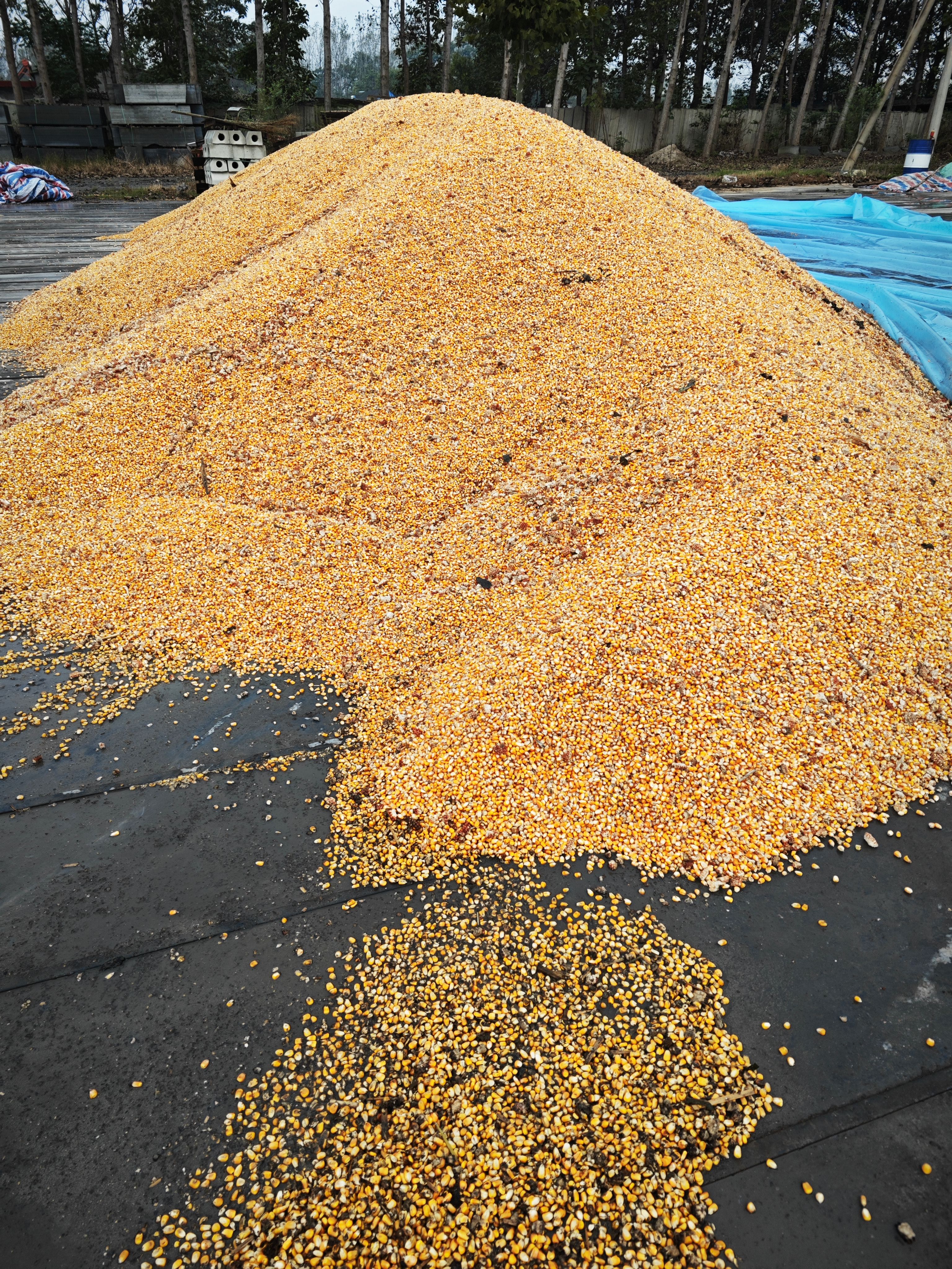 干玉米粒、湿玉米粒、烘干塔烘干