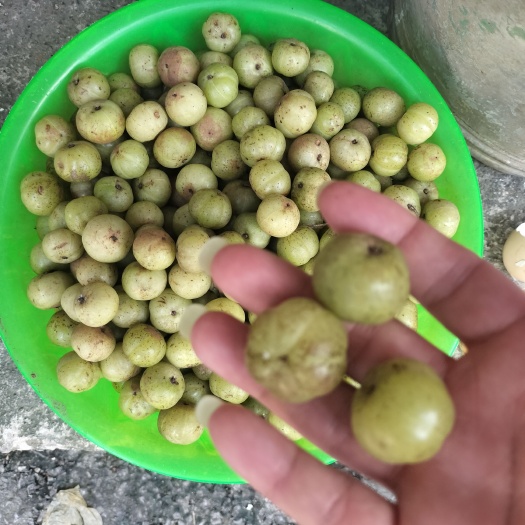 南宁牛油果生鲜货