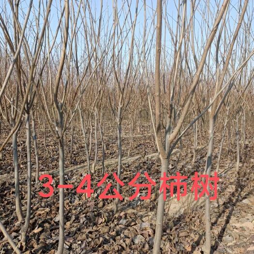武陟县河南柿树苗，柿树，苹果树，梨树苗
