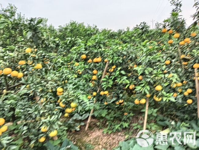 爱媛果冻橙现货已大量上市