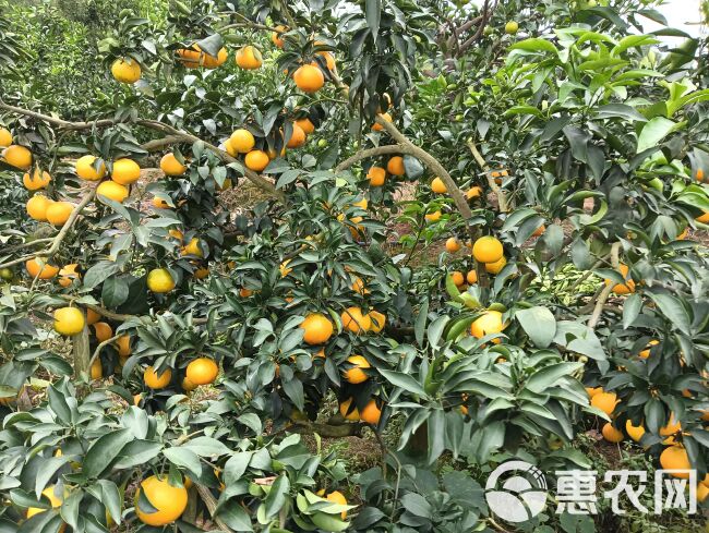 爱媛果冻橙现货已大量上市