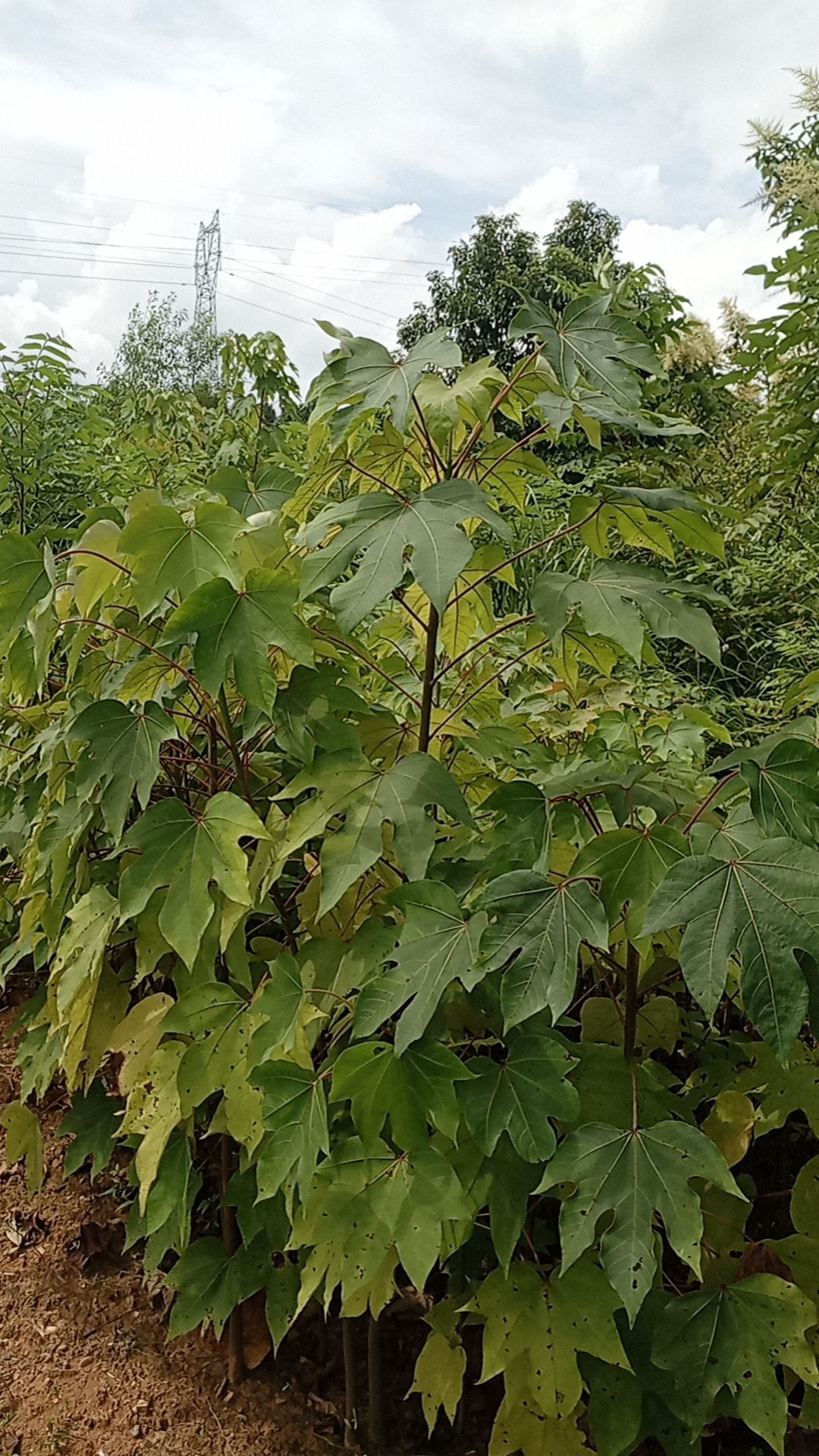油桐苗 桐油苗批发，油桐树价格 千年桐苗 小米桐树苗