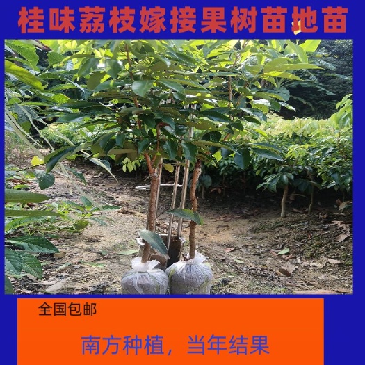 荔枝果树嫁接桂味荔枝果树苗品种