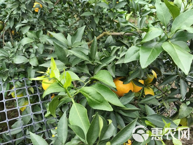 爱媛果冻橙现货已大量上市