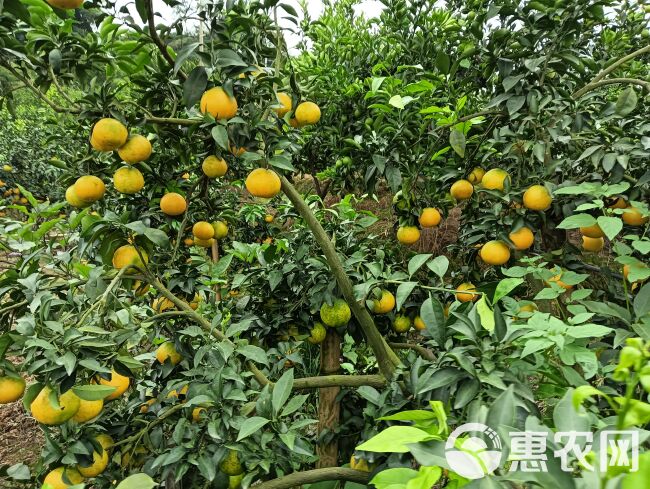 爱媛果冻橙现货已大量上市