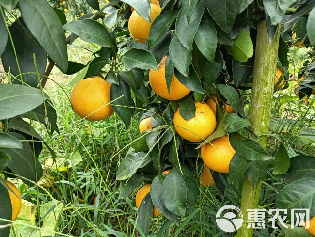 爱媛果冻橙现货已大量上市