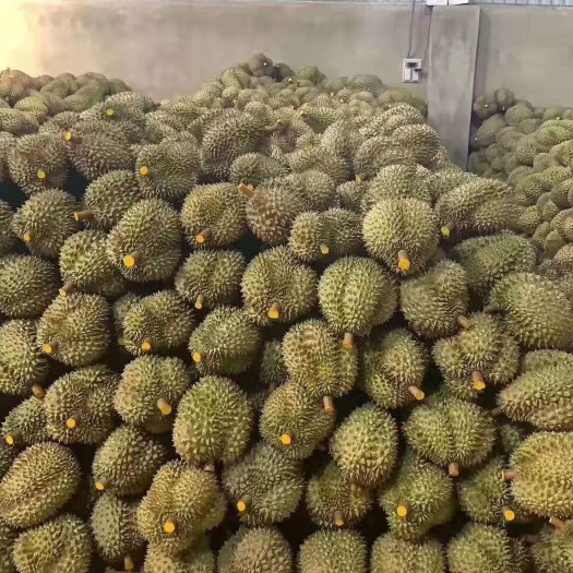 南宁泰国金枕榴莲新鲜水果精选整个带壳巴掌榴莲自然树熟现货整件