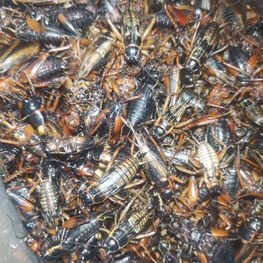 沛县冷冻蟋蟀养殖食品
