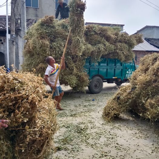 桂林大量供应广金钱草