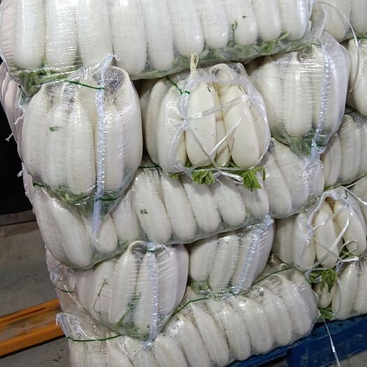 定边县精品出囗型白萝卜小五排