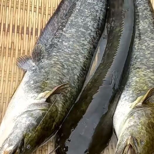 沿河县自己养的鲶鱼