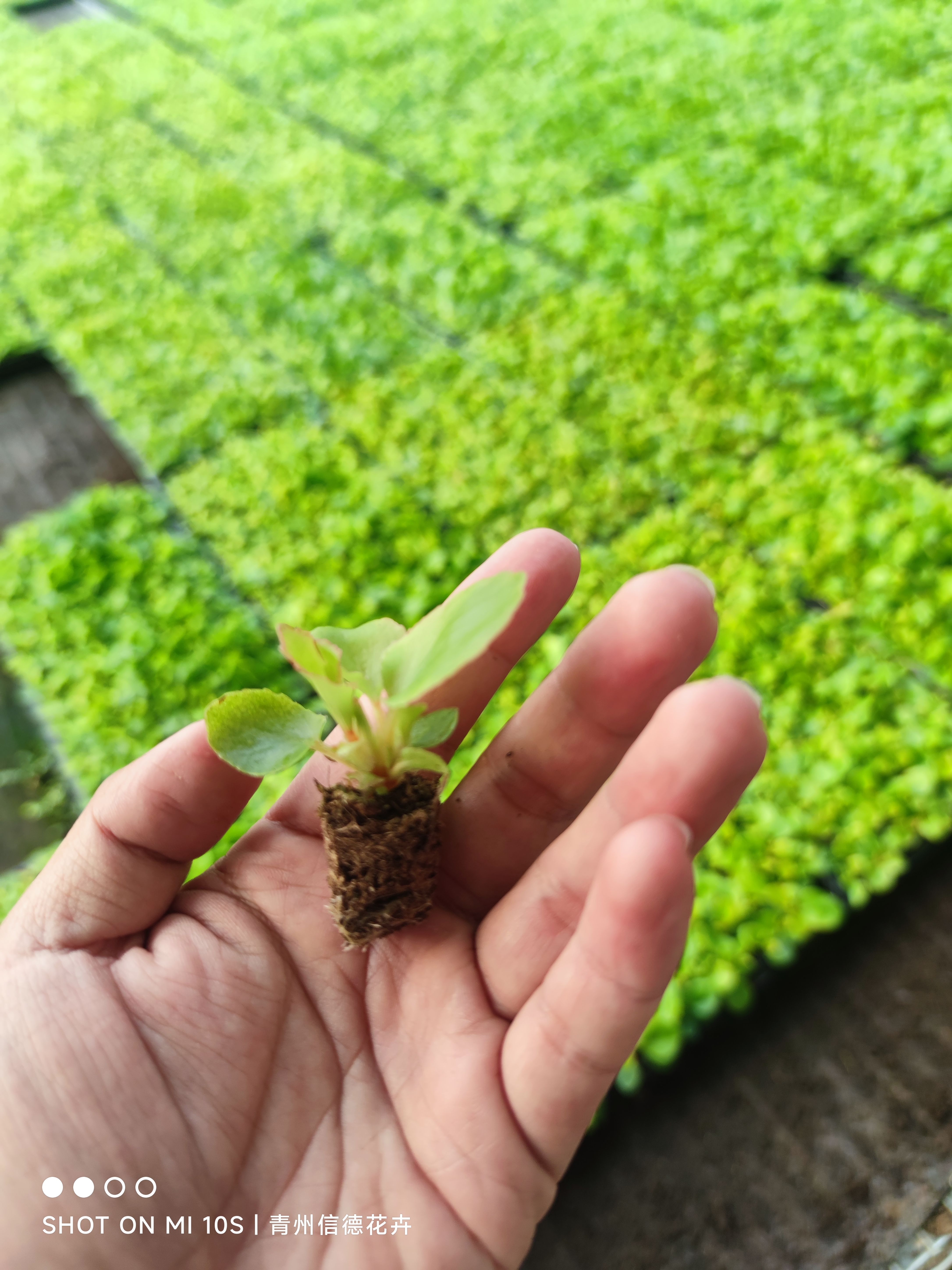 四季花海棠穴盘苗