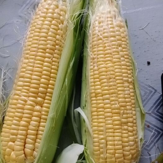 荆门太阳花甜玉米