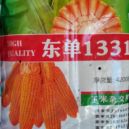 承德县东单1331.升级东亚小钢炮，综合抗性好，果穗均匀米质优良抗