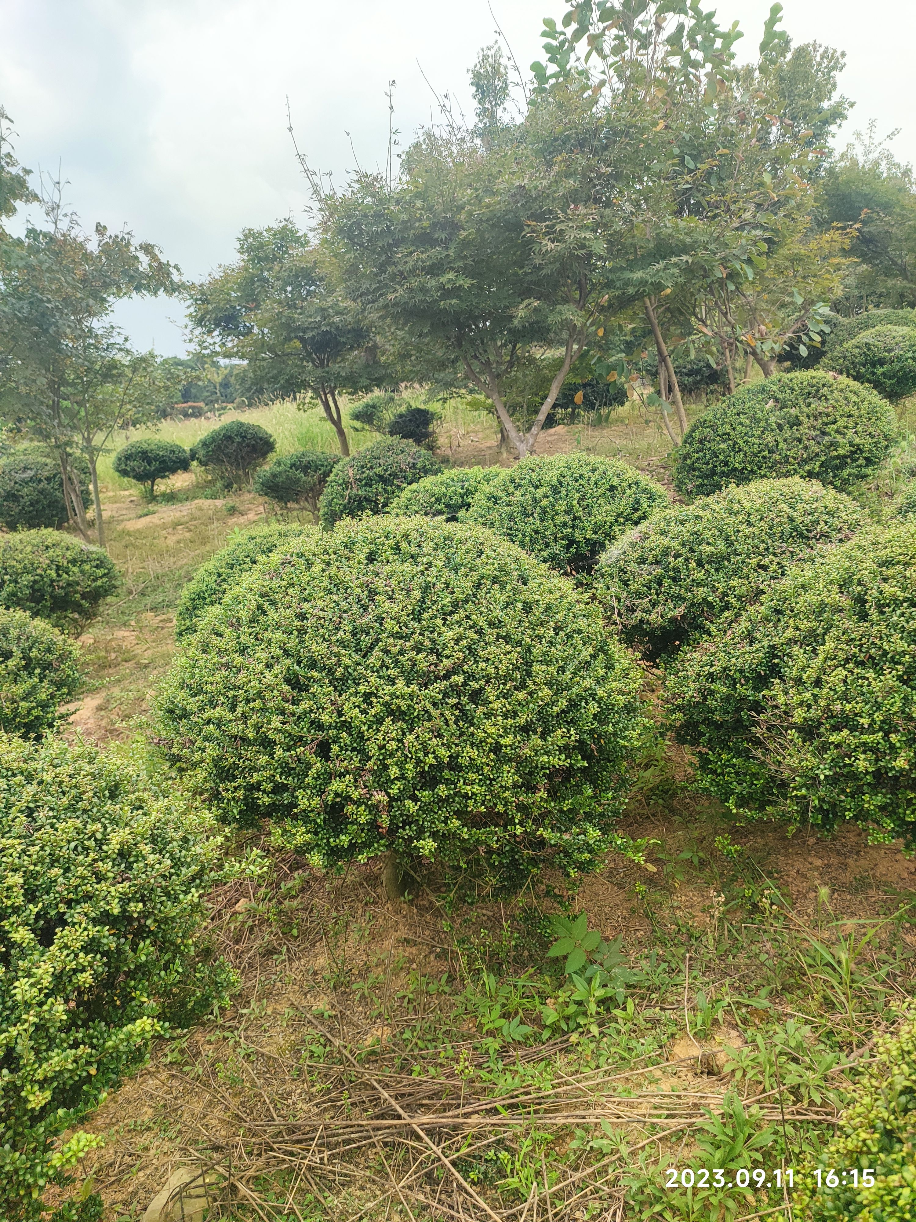 龟甲冬青球，冠80至150，低价出售