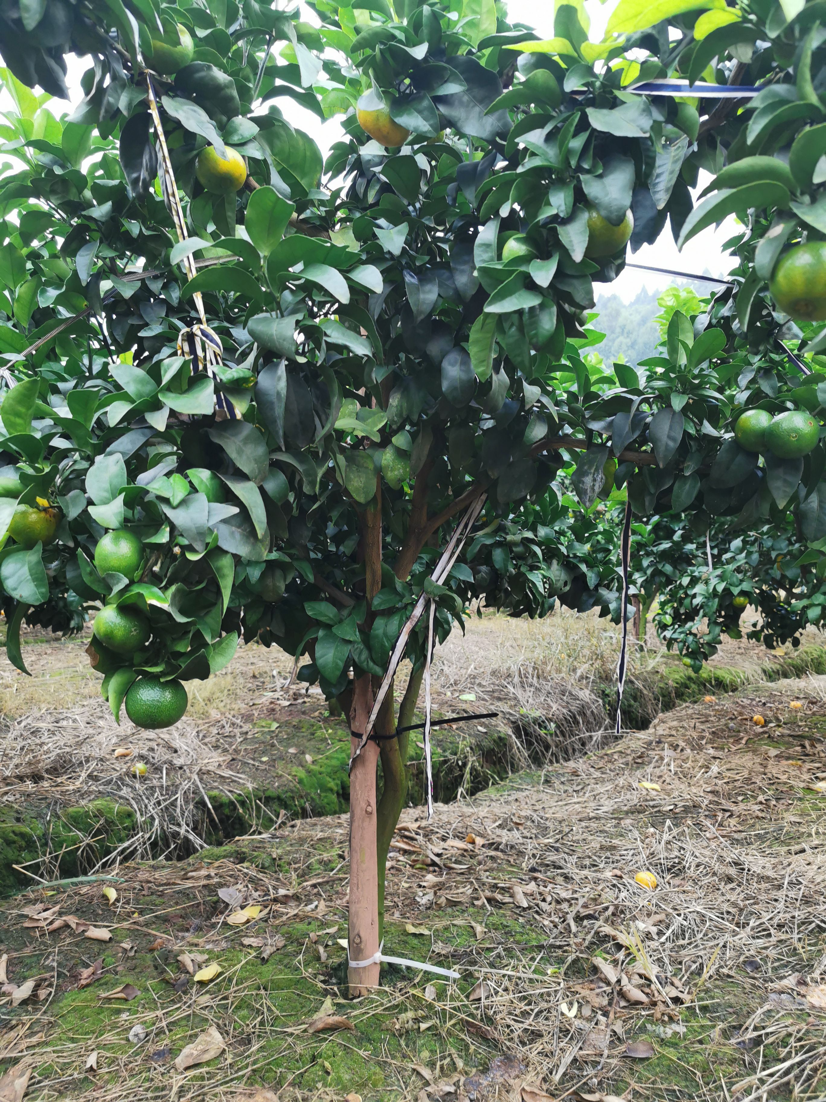 5—6公分早熟砂糖橘树