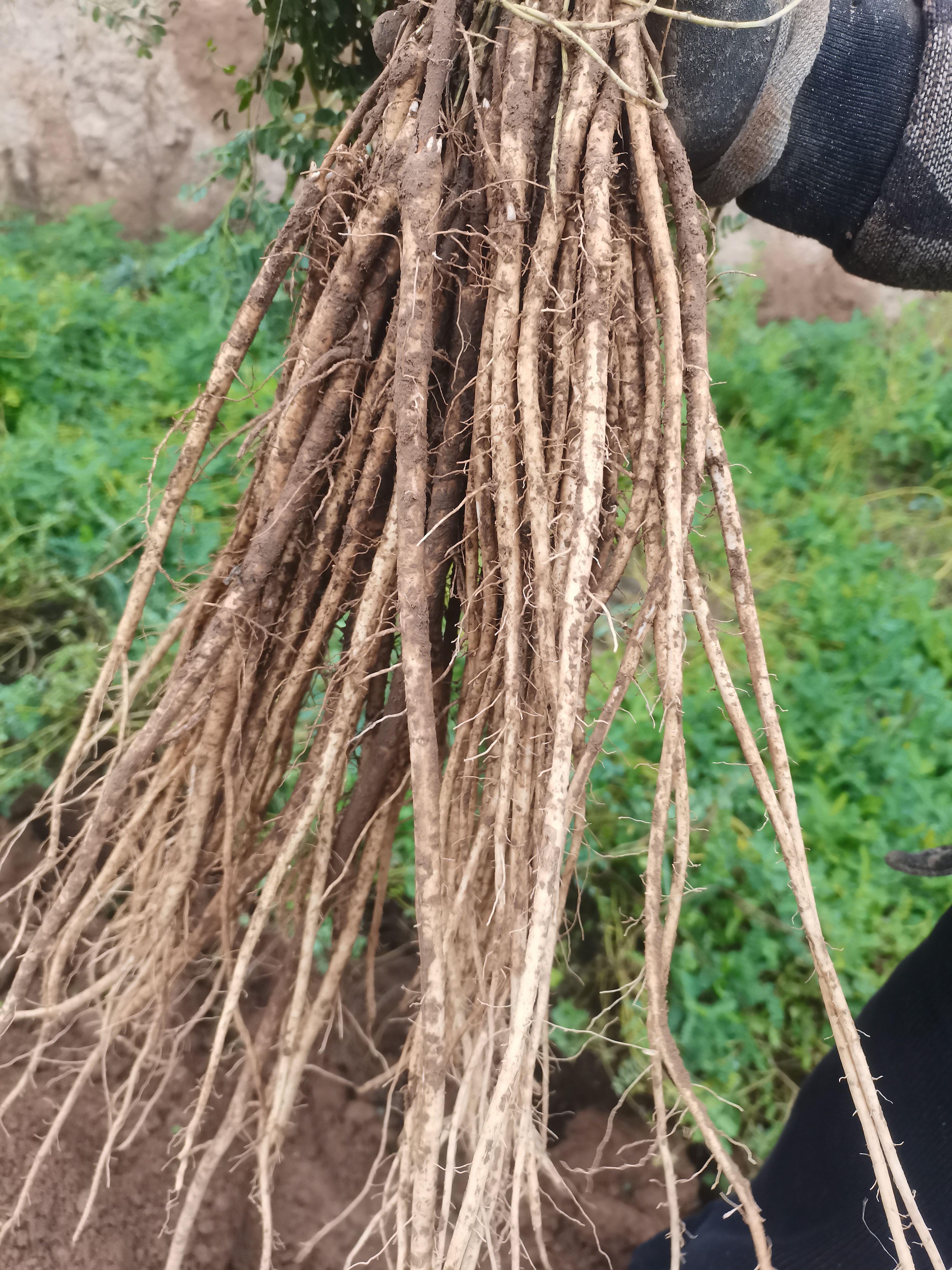 黄芪苗纯棉底杆黄芪苗高产高含量药乡产区自产自销移栽技术支持