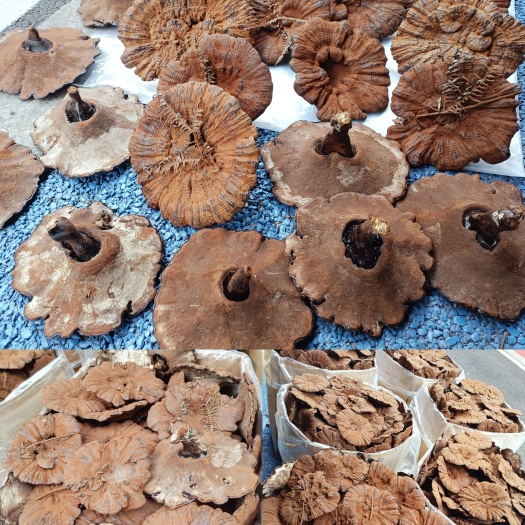 寻乌县江西产地带草大个紫灵芝头茬短腿短柄带草带粉厚肉煲汤味不苦