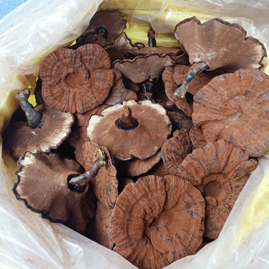 寻乌县江西产地直发紫灵芝黑灵芝短柄短腿带粉煲汤味不苦靓货