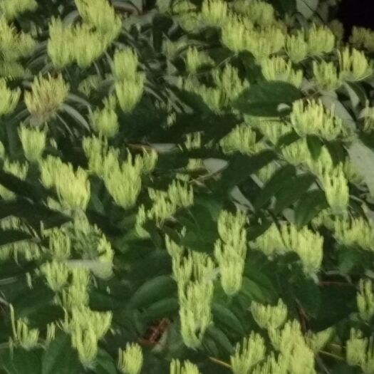 秀山秀山银花